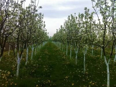 OPG KEŠINOVIĆ IVICA