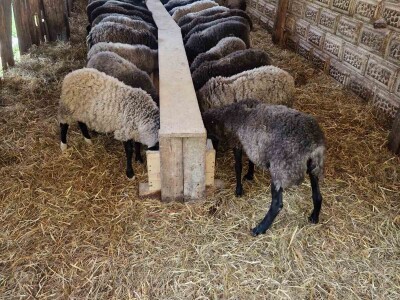 OPG Kišiček Ferdinandovac