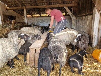 OPG Kišiček Ferdinandovac