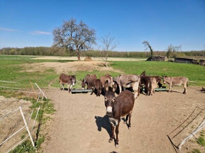 OPG Kišiček Ferdinandovac