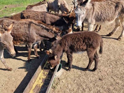 OPG Kišiček Ferdinandovac