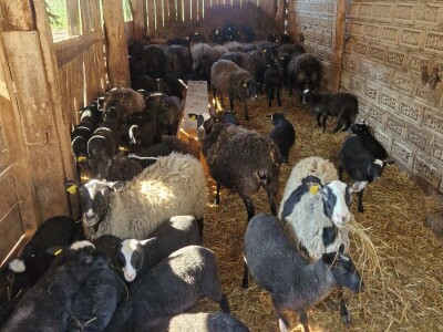 OPG Kišiček Ferdinandovac