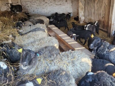 OPG Kišiček Ferdinandovac