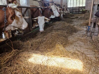 OPG Kišiček Ferdinandovac