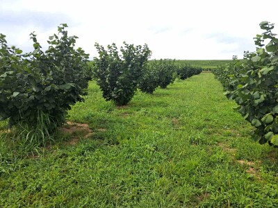 OPG Kopić-Popović - arhiva