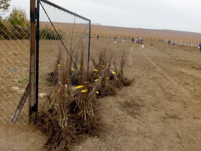 OPG Kopić-Popović - arhiva