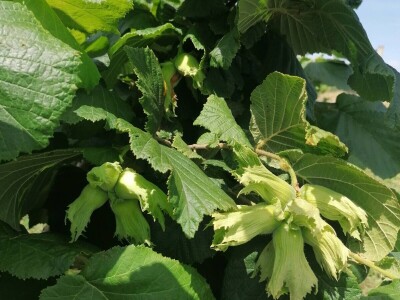 OPG Kopić-Popović - arhiva