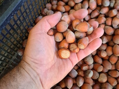 OPG Kopić-Popović - arhiva