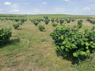 OPG Kopić-Popović - arhiva