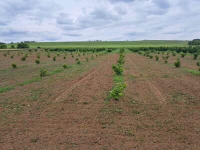 OPG Kopić-Popović - arhiva