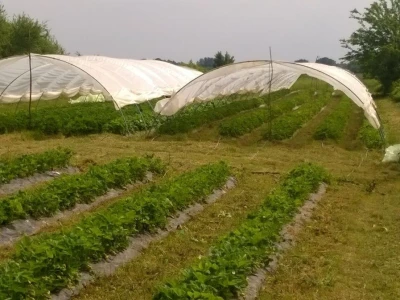 OPG Kožnjak