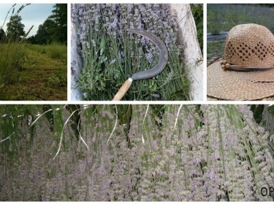 OPG Mirjana Krivić OPG Mirjana Krivić