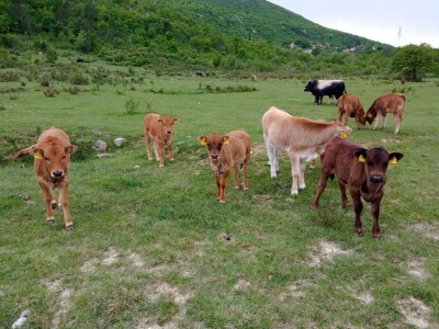 OPG Krnić OPG Krnić