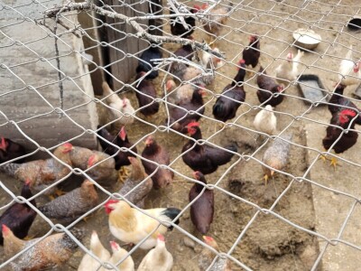 OPG Krnić OPG Krnić