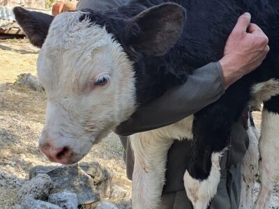 OPG Krnić OPG Krnić