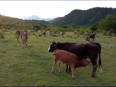 OPG Krnić OPG Krnić