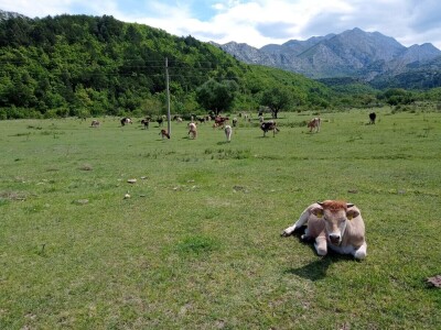 OPG Krnić OPG Krnić