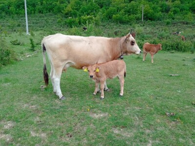 OPG Krnić OPG Krnić