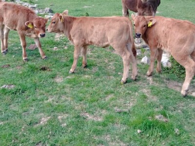 OPG Krnić OPG Krnić