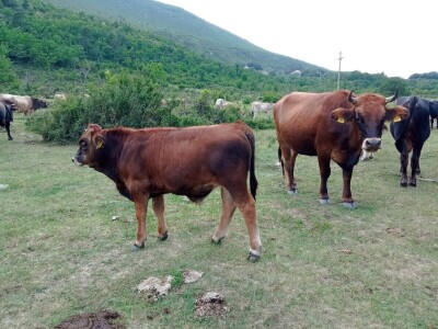 OPG Krnić OPG Krnić