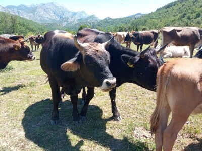 OPG Krnić OPG Krnić