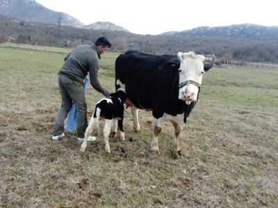 OPG Krnić OPG Krnić