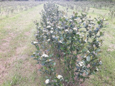 OPG Laktić Mario OPG Laktić Mario