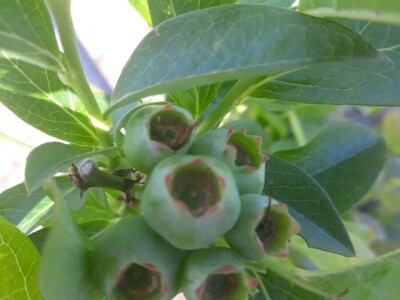 OPG Laktić Mario OPG Laktić Mario