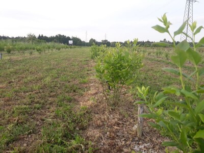 OPG Laktić Mario OPG Laktić Mario