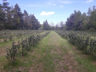 OPG Laktić Mario OPG Laktić Mario