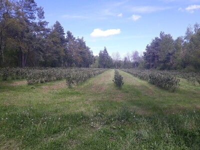 OPG Laktić Mario OPG Laktić Mario