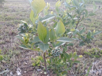 OPG Laktić Mario OPG Laktić Mario