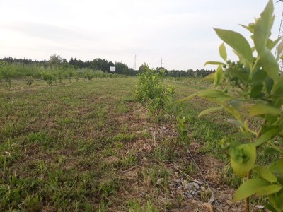 OPG Laktić Mario OPG Laktić Mario