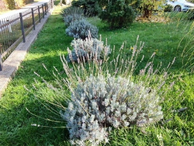OPG Lavander