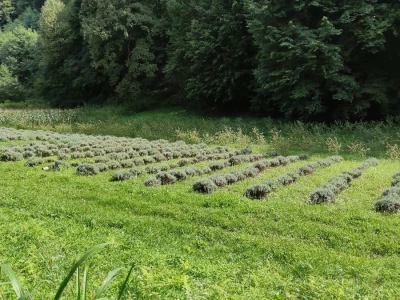 OPG Lavander
