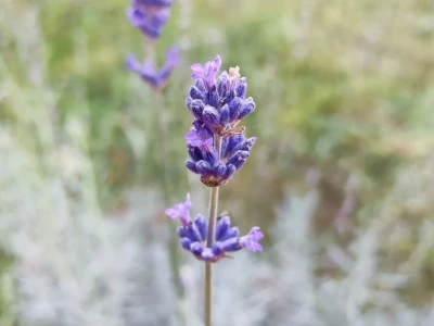 OPG Lavander