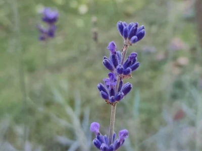 OPG Lavander