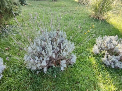 OPG Lavander