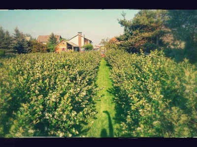 OPG LESJAK