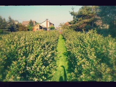 OPG LESJAK OPG LESJAK