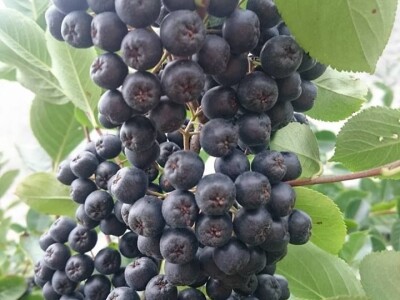 OPG LESJAK OPG LESJAK