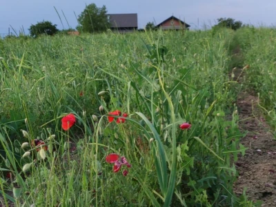 OPG Lončar Luka