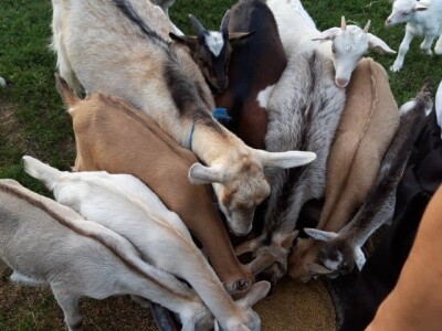 OPG Lovrić Jovanović Tatjana