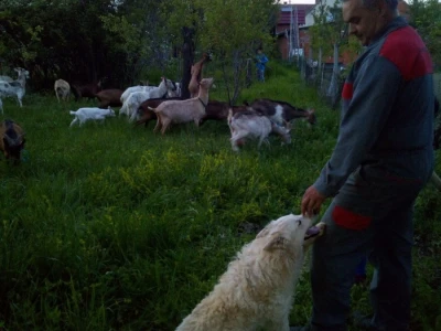 OPG Lovrić Jovanović Tatjana