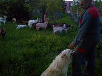 OPG Lovrić Jovanović Tatjana