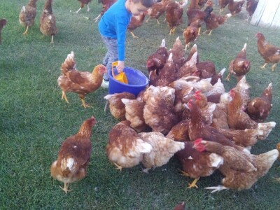 OPG Lovrić Jovanović Tatjana