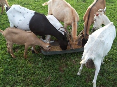 OPG Lovrić Jovanović Tatjana