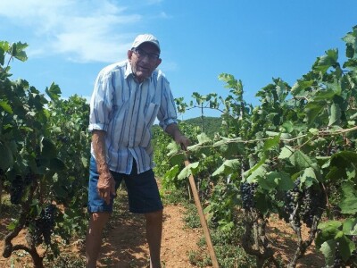 OPG MAĐERIĆ PAŠMAN: Dok 87-godišnji svekar Branko kopa, nevjesta Ljiljana osvaja nove oznake HOP-a