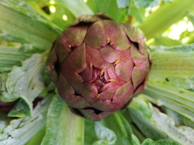 Opg Maja Sučić: Iskrčila djedovinu i uz prvi red do mora podigla plantažu artičoka