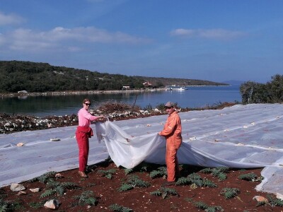 Opg Maja Sučić: Iskrčila djedovinu i uz prvi red do mora podigla plantažu artičoka